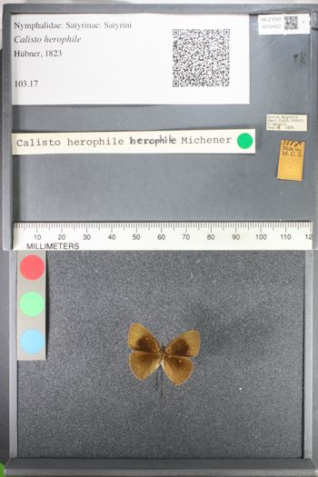Media type: image;   Entomology 102627